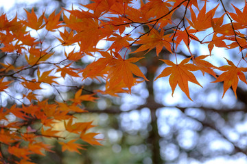 Fototapeta na wymiar autumn leaves on a tree 