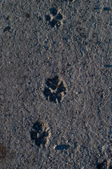 Paw print in cement