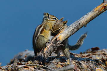 Chipmunks playing