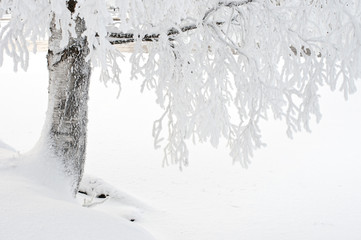 Snow and frost covered birch tree on riverbank. Winter view.