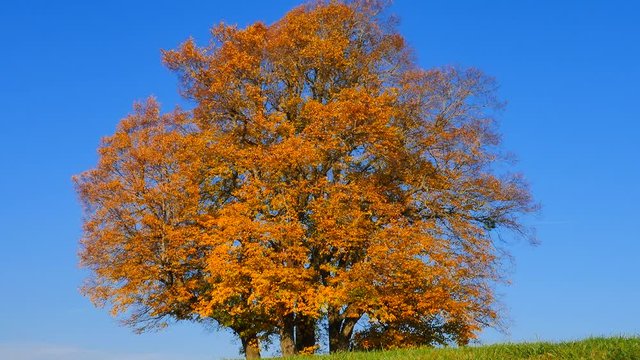Limetree (Tilia platyphyllos)