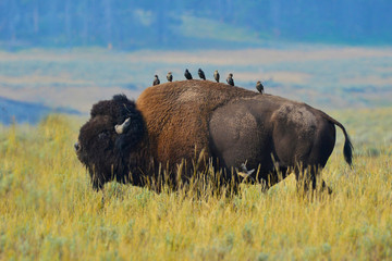 Buffalo with birds on its back © Paul