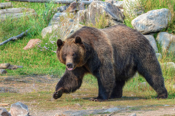 Fototapeta na wymiar Grizzly Bear Montana