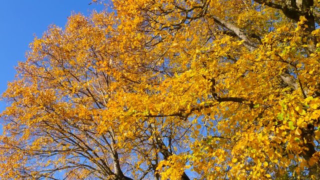 Limetree (Tilia platyphyllos)
