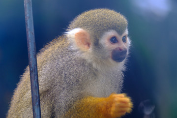 little squirrel monkey in closeup