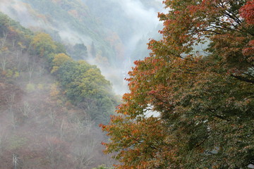 秋雨の中の紅葉