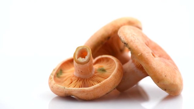 Raw wild Saffron milk cap mushrooms rotated on white background. Lactarius deliciosus. Rovellons, Niscalos. Organic fresh mushrooms closeup. 4K UHD video footage. 3840X2160