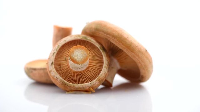 Raw wild Saffron milk cap mushrooms rotated on white background. Lactarius deliciosus. Rovellons, Niscalos. Organic fresh mushrooms closeup. 4K UHD video footage. 3840X2160