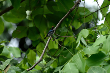 Scarlet - backed flowerpecker