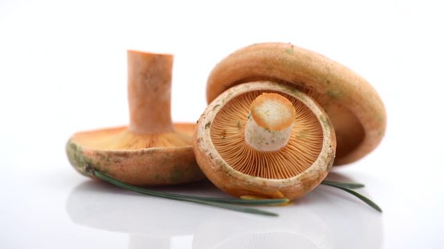 Raw wild Saffron milk cap mushrooms rotated on white background. Lactarius deliciosus. Rovellons, Niscalos. Organic fresh mushrooms closeup. 4K UHD video footage. 3840X2160