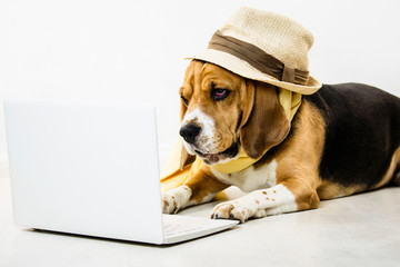 stylish cute funny beagle dog with a hat is watching an internet game laptop on the floor