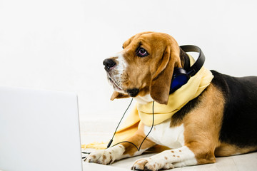 stylish cute funny beagle dog watching laptop and listening to music on the floor