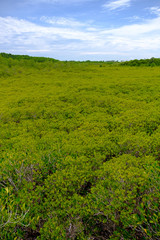 green field and blue sky