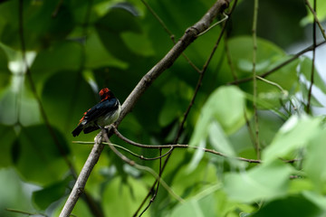 Scarlet - backed flowerpecker