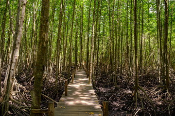 path in the forest, wooden bridge in the mangrove forest