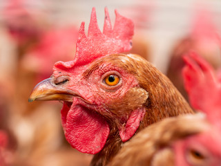 Closeup of brown chickens