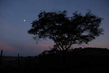Fototapeta premium silhouette of tree at sunset