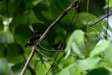 Male scarlet - backed flowerpecker