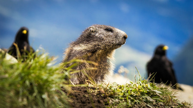Murmeltier mit Dohlen 