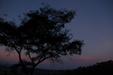 Fototapeta premium silhouette of a tree at sunset