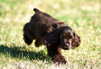 A closeup of a 12 week old chocolate cocker spaniel puppy with a champion bloodline.