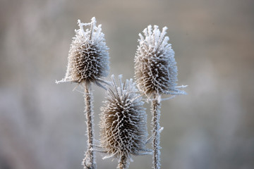 thistle in winter