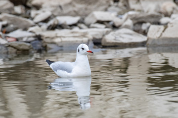 Black-headed gull - Chroicocephalus ridibundus in natural environment