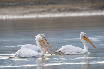 Dalmatian curly pelican (Pelecanus crispus) the world's largest freshwater bird