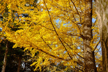 autumn leaves on tree in Korea