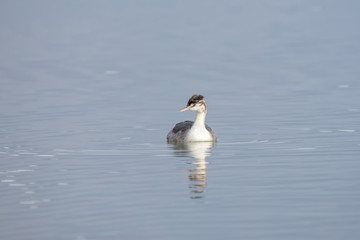 Great Crested Grebe (Podiceps cristatus) in the nature habitat.
