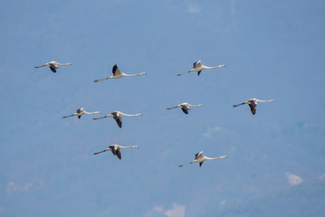 Greater flamingos (Phoenicopterus roseus ) flying in formation