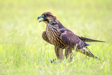 junger Wanderfalke