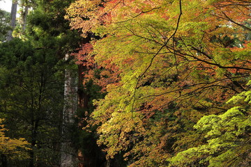 陽光を浴びたカラフルな楓の木
