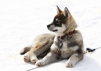 Jeune chien de traineau