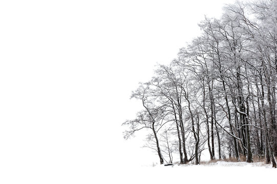Winter trees isolated on white background