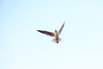 seagull flying in the sky