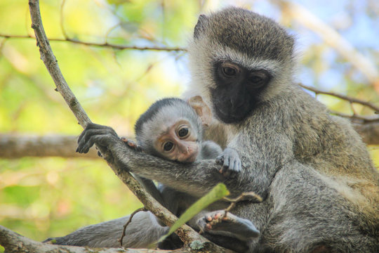 Lovely and touching mom and baby monkeys. Care and love. Motherhood
