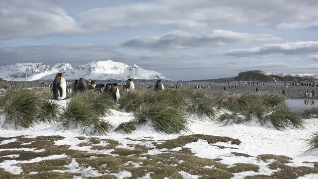 A king penguin rests on a small mound on Salisbury Plain on South Georgia in Antarctica