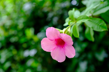 Obraz premium pink flower in green background