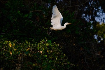 Naklejka premium little egret