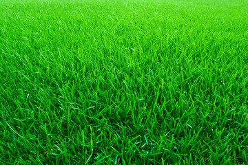 fresh green grass texture background
