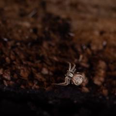 Death of a tree - series - spider