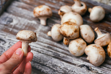 Champignon mushrooms. Small white brown mushrooms on wooden table. 