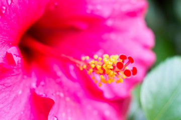 Close-up of hibiscus flower growing in garden.