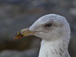Gaviota, aves marinas costeras.	
