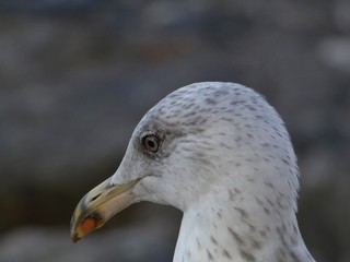Gaviota, aves marinas costeras.	