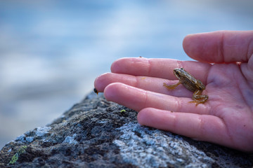 Babyfrosch auf Kinderhand