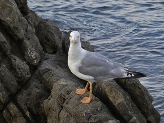 Gaviota, aves marinas costeras.	