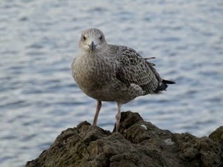 Gaviota, aves marinas costeras.	
