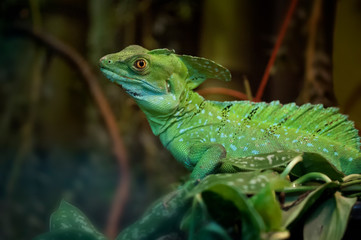 grüner Leguan